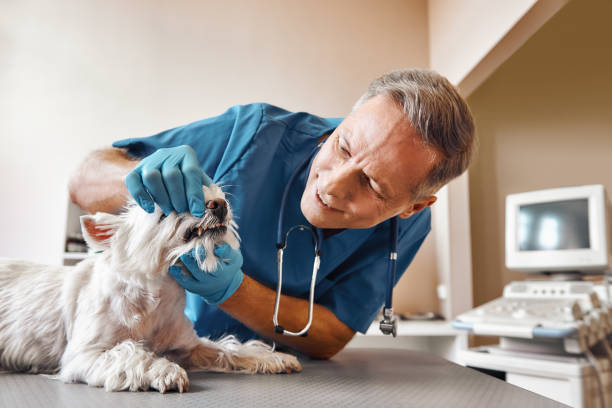 Best Emergency Care for Gum Disease in Midway, UT
